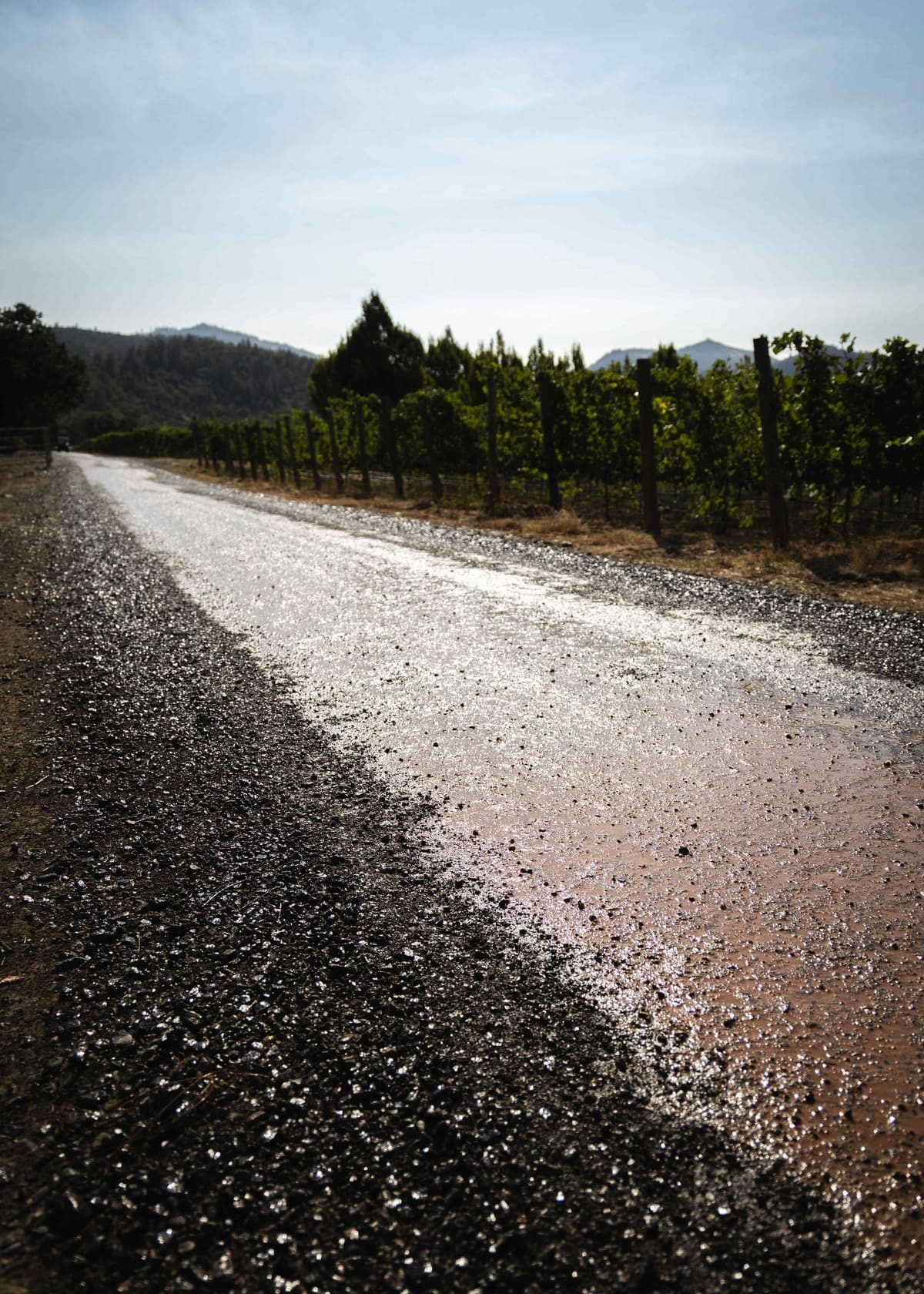 A treated gravel road running past a vineyard, dark and settled where it was sprayed.